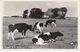 Harlingen Boerderij In De Omgeving Koeien M4693 - Harlingen