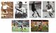 Lot De 12 Images VACHE QUI RIT FOOT  Neuves  (recto-verso) - Other & Unclassified