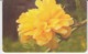 Romania Phonecard - Flowers Fleurs Blumen - 2 Scans - Fleurs