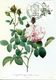 15189011 BE 19890415 Bx; Roses, Redouté; 3 Très Belles CM Cob2318-20 - Andere & Zonder Classificatie