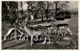Langenthal - Hirschenpark (8960) * 7. 5. 1953 - Langenthal
