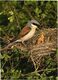 Birds, Red-backed Shrike - Uccelli