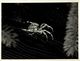 ARAÑA // SPIDER // SPIN //  - ANIMALES // ANIMALS // ANIMAUX . 18X13CM - Other & Unclassified