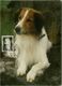 DENMARK  - TORSHAVN UTGAVUDUGIN -  MAXIMUM CARD - DOG - 6/6/1994  (BG9667) - Cartoline Maximum