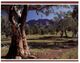 (K 1) Australia - SA - Flinders Ranges - Flinders Ranges