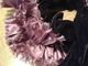 FOULARDS ECHARPE Velours Et Plumes Violet Foncé - Scarves