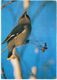 Finland Suomi 1992 Maximum Card, Bird Birds Bombycilla Garrulus, Bohemian Waxwing, Europäischer Seidenschwanz - Cartoline Maximum