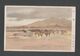 JAPAN WWII Military Horse Picture Postcard Central China WW2 MANCHURIA CHINE MANDCHOUKOUO JAPON GIAPPONE - 1943-45 Shanghai & Nankin