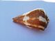 Conus Vexillium. Comores. 80 Mm. - Coquillages