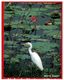 (L 3) Australia - NT - Brolga Birds (TBCPC434) - Kakadu