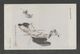 JAPAN WWII Military Tianjin HeBai Picture Postcard SOUTH CHINA WW2 MANCHURIA CHINE MANDCHOUKOUO JAPON GIAPPONE - 1943-45 Shanghai & Nankin