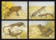 IRELAND 1995 Reptiles & Amphibians: Set Of 4 Postcards MINT/UNUSED - Interi Postali