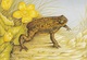 IRELAND 1995 Reptiles & Amphibians: Set Of 4 Postcards MINT/UNUSED - Interi Postali