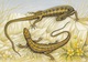 IRELAND 1995 Reptiles & Amphibians: Set Of 4 Postcards MINT/UNUSED - Postal Stationery