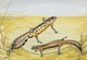 Delcampe - IRELAND 1995 Reptiles & Amphibians: Set Of 4 Postcards MINT/UNUSED - Interi Postali