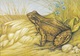 Delcampe - IRELAND 1995 Reptiles & Amphibians: Set Of 4 Postcards MINT/UNUSED - Postal Stationery