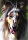 Dogs, Collie - Honden