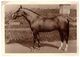 Champion Draft Horse Zhasmin Russia CCCP -1940. - Paarden