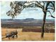 (L 19) Australia - QLD - Toowoomba (with Frog Stamp) - Towoomba / Darling Downs