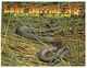 (N 20 A) Australia - QLD - Lake Barrine Python (snake) - Atherton Tablelands