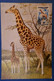 A22 ESPAGNE TANGER BELLE CARTE  MAXI 1956 + AFFRANCHISSEMENT PLAISANT + DESSINS GIRAFFES - Brieven En Documenten