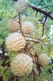 Bangladesh Custard Apple Fruit ( Atis ) - Bangladesh