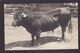 CPA Pyrénées Orientales 66 Perpignan Taureau Corrida Tauromachie Carte Photo Non Circulé Voir Scan Du Dos - Perpignan