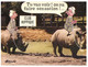 (O 15) Rhinoceros (Humour) Horse Racing / Club Hipique - Rhinocéros