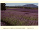 (O 16) Australia - TAS - Lavender Field (TP577) - Wilderness