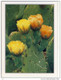 Kaktus-Blüte, Cactus Blossom - Englemann's Prickly Pear, Tapeats Creek, Large Format  Cactus Cactaceae Kakteen - Cactussen