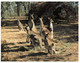 (P 3) Australia - Family Of Kangaroo In Warrunbungle NP (277) - Outback