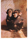 CPA. Rio Muni.   Maman Et Bébé Chimpanzés.    Pub Au Dos. (AA2.12) - Andere & Zonder Classificatie