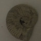 Ammonite Fossile - Fossilien