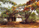** Lot De 5 Cartes ** ILE MAURICE Mauritius - Flamboyant Flame Tree Bome Boom Albero árbol - CPSM CPM GF Afrique Africa - Mauritius