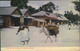 1909, Picture Postcard Sent From KINGSTON To Altona - Jamaica (...-1961)
