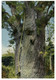 (P 12) New Zealand (older Card) - Giant Kauri Tree - Neuseeland