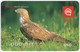 SLOVENIA B-444 Prepaid Mobi - Animal, Bird, Honey Buzzard - Used - Slovenia