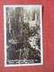 RPPC  Nolg Boundry Line Between US & Canada  Bonners Ferry Idaho   Ref  4388 - Otros & Sin Clasificación