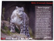 Delcampe - (P 24) Australia - Cat And Dog FDC + Mini-sheet + 2 Bonus Cat & Snow Leopard Postcard - Andere & Zonder Classificatie