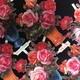 Bel Ensemble Chromos Decoupis Vases Roses Encore Attachés Circa 1900 Germany - Fleurs