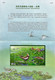 TAIWAN China Formose 2017 Conservation Des Oiseaux - Faisan à Queue De Jacana, 2 FDC Voyagés + 2 SS MNH - Gallinaceans & Pheasants