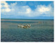 (Q 3) Australia - QLD - McLean's Roylen Cruises Reef Walk At Low Tide - Great Barrier Reef