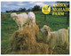 (Q 3) Australia -  VIC - Amboc Moher Famr (sheep) Near Swan Hill (NCV5183) - Swan Hill