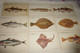 LOT DE 9 ILLUSTRATIONS ...POISSONS..INSTITUT DES PECHES - 5 - 99 Karten