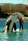 CPM - ANTIBES - MARINELAND - Attraction … Edition R.E.P. - Other & Unclassified