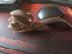 PIPE MYON- TETE EXPRESSIVE SCULPTEE - Heather Pipes