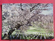 USA - Arlington National Cemetery - Spring - Excellent état - Arlington