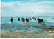 CAMARGUE MANADE DE TAUREAUX DANS LES MARAIS (dil90) - Taureaux