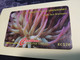 ST VINCENT & GRENADINES  GPT CARD   $ 20,- 52CSVG  GIANT SEA ANEMONE             C&W    Fine Used  Card  **3381** - St. Vincent & The Grenadines