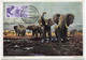 GUINEE ESPAGNOLE CARTE MAXIMUM DU N°356 ELEPHANTS AVEC OBLITERATION SANTA ISABEL 26 ABR 56 FERNANDO POO - Elephants